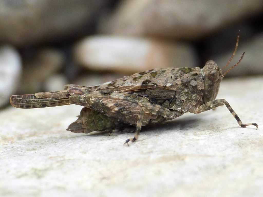 Tetrigidae - Tolfa (RM)
